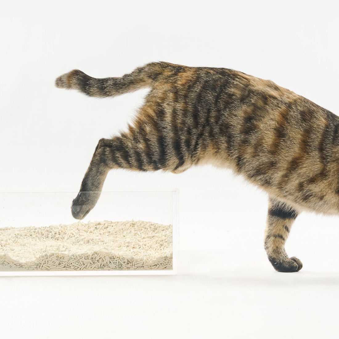 Why plant-based cat litter stays in the box