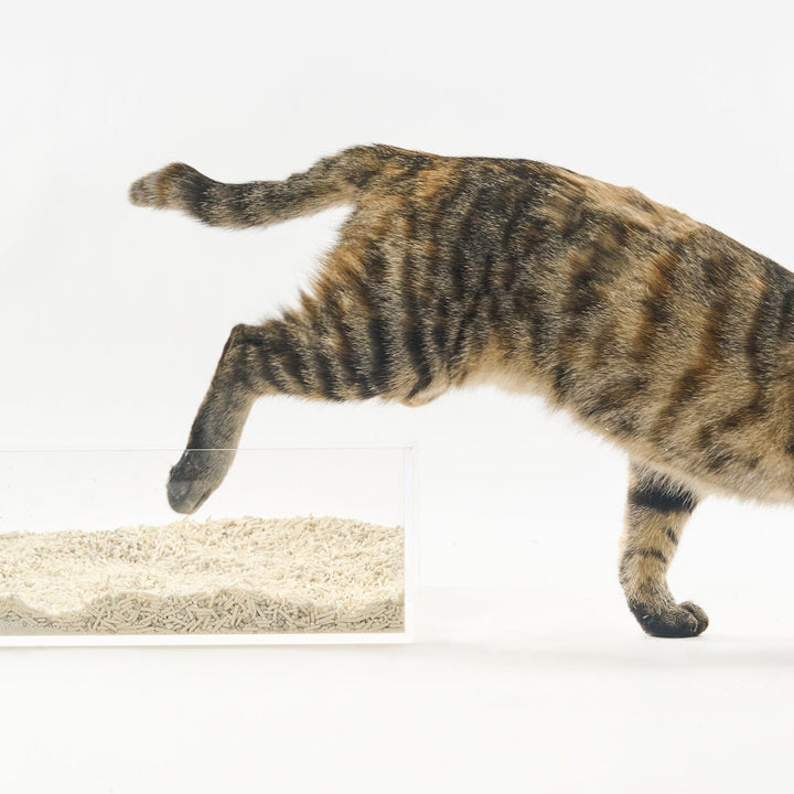Why plant-based cat litter stays in the box